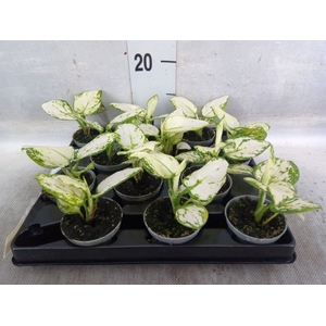 Aglaonema   ...