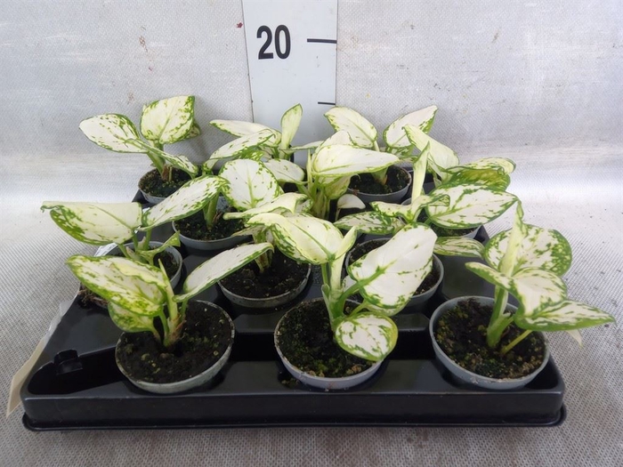 <h4>Aglaonema   ...</h4>