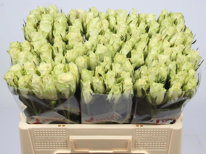 <h4>R GR ATHENA</h4>