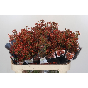ROSA AUT ROSEFRUITS