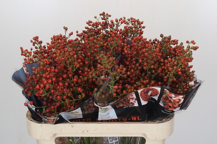 <h4>ROSA AUT ROSEFRUITS</h4>