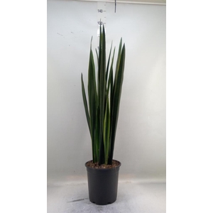 Sansevieria   ...