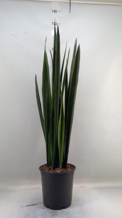 <h4>Sansevieria ...</h4>