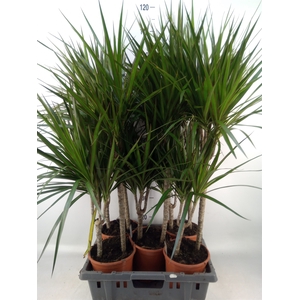 Dracaena marg.