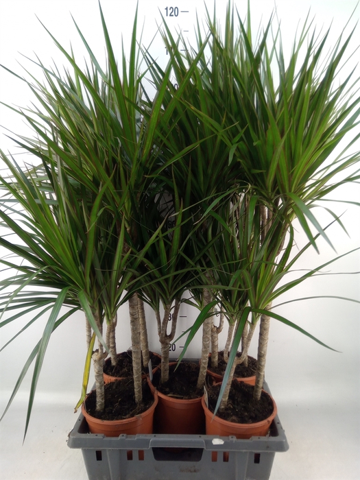 <h4>Dracaena marg.</h4>