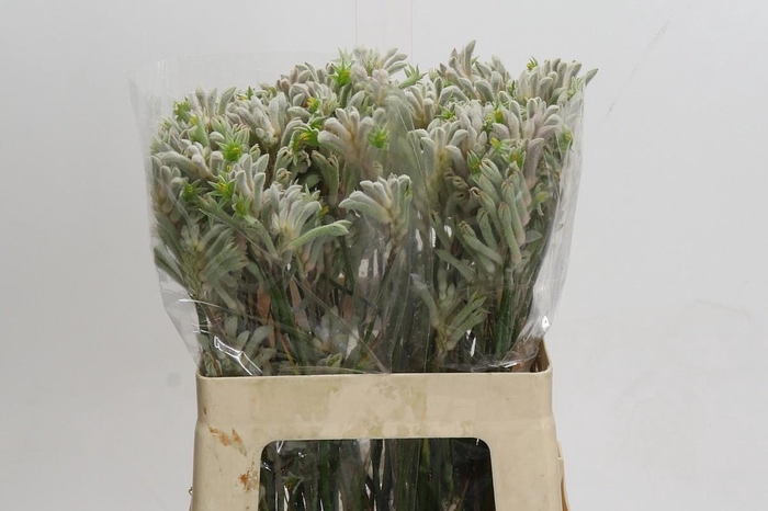 Anigozanthos Bush Diamond