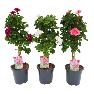 Pelargonium op stam mix