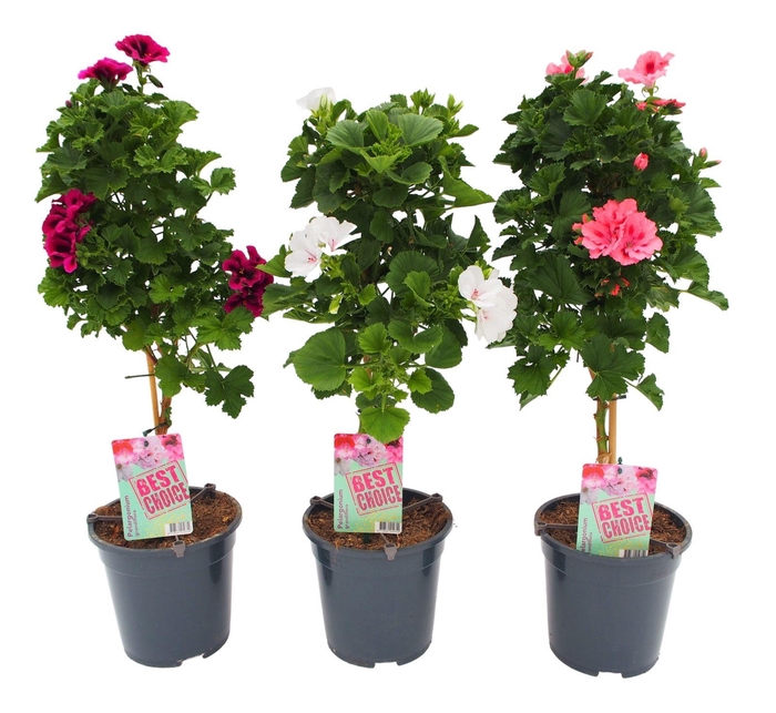 <h4>Pelargonium op stam mix</h4>