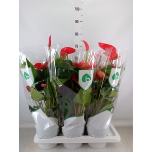 Anthurium andr. 'Madural'