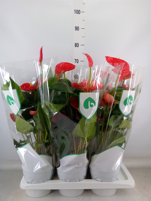 <h4>Anthurium andr. 'Madural'</h4>