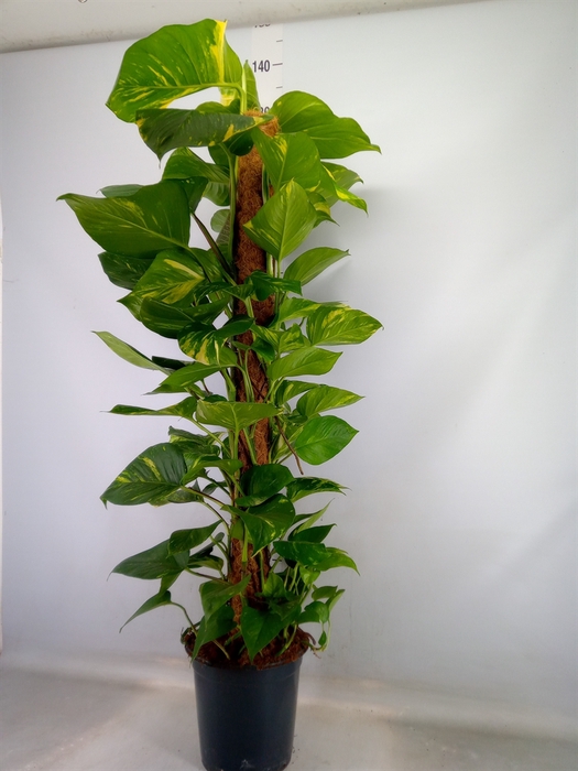 <h4>Epipremnum pinn.   ...moss stick</h4>