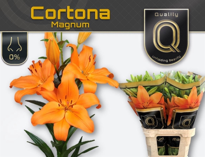 <h4>Li La Cortona 5+</h4>