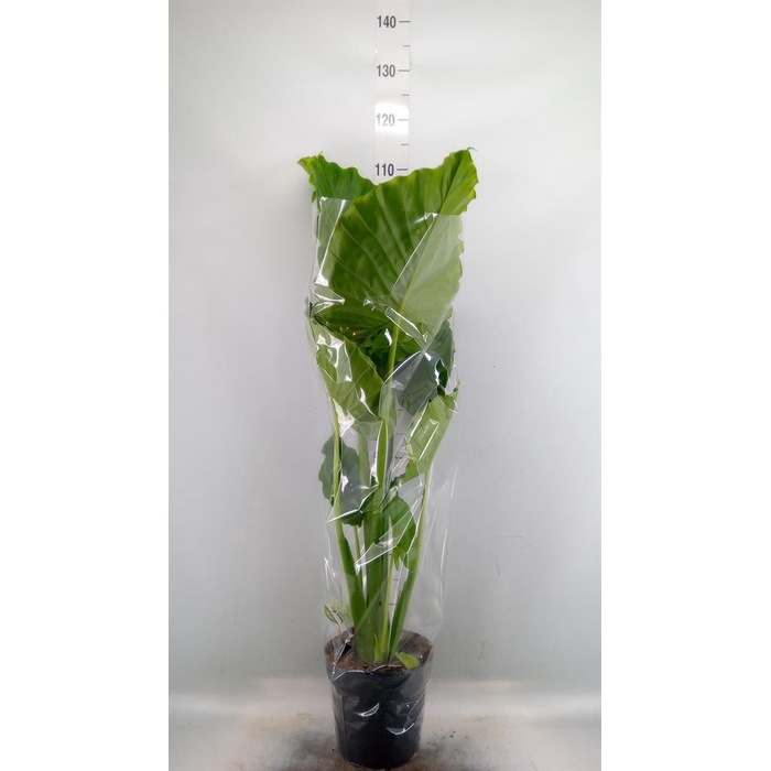 <h4>Alocasia gageana</h4>