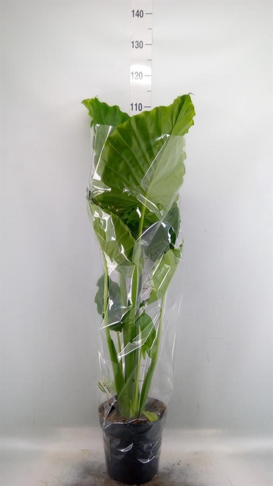 Alocasia gageana