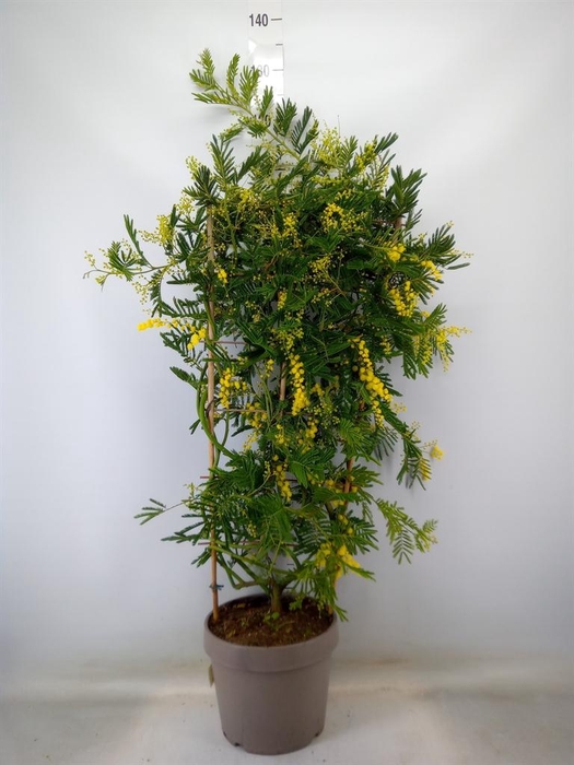 <h4>Acacia paradoxa</h4>