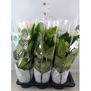 Anthurium andr. 'Alaska'