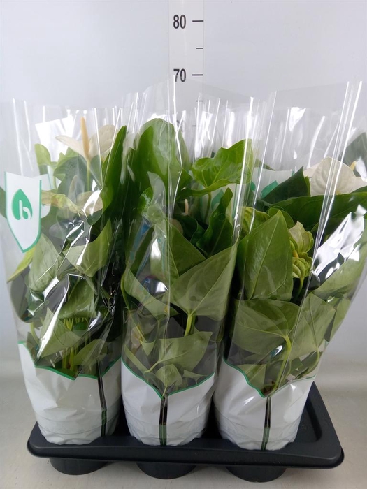 <h4>Anthurium andr. 'Alaska'</h4>