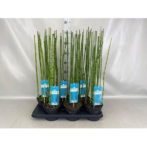 Equisetum hyemale
