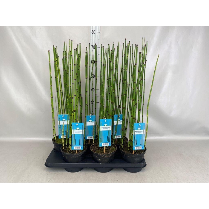 <h4>Equisetum hyemale</h4>