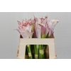 Zantedeschia Eydolls Purple White