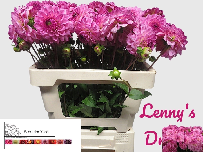 <h4>DAHL LENNYS DREAM</h4>
