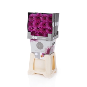 Gerbera Bon Dia Diamond