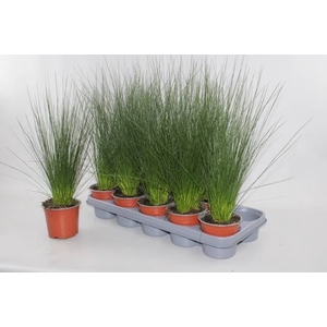 JUNCUS PENC GRASS