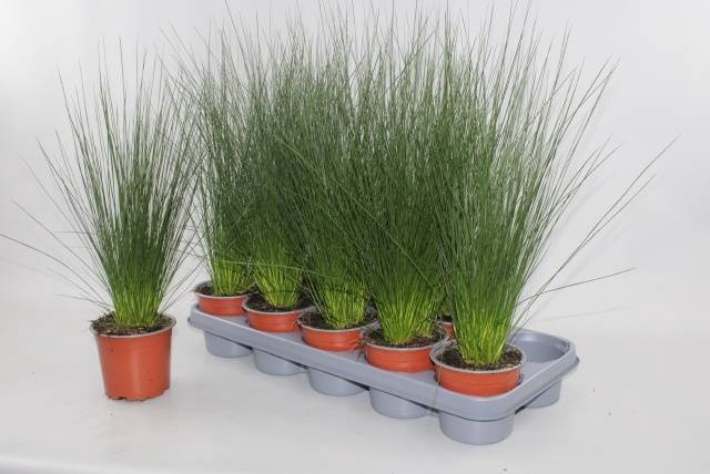 <h4>JUNCUS PENC GRASS</h4>