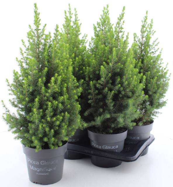 <h4>PICEA GL MAGNIFIQUE</h4>