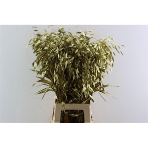 Siergras Chasmantium Klbh Goud