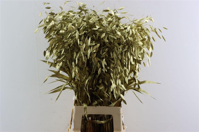 <h4>Siergras Chasmantium Klbh Goud</h4>