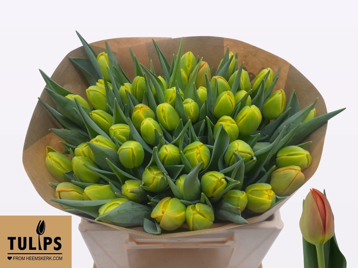 <h4>Tu Du Icoon</h4>