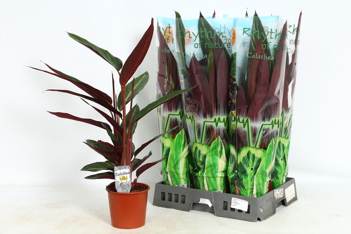 <h4>STROM SA STRIPESTAR</h4>