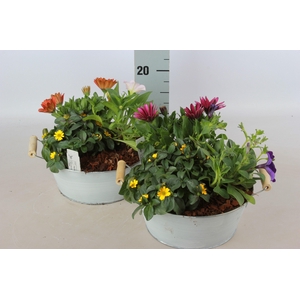 ARR GARDEN ZINC WHITE X1