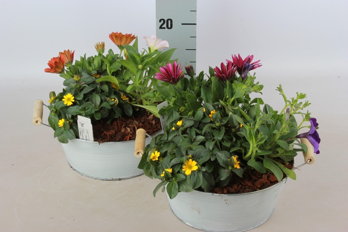 <h4>ARR GARDEN ZINC WHITE X1</h4>