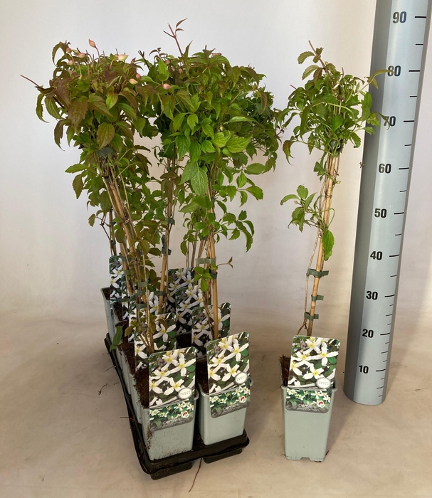 <h4>CLEM MO WILSONII</h4>