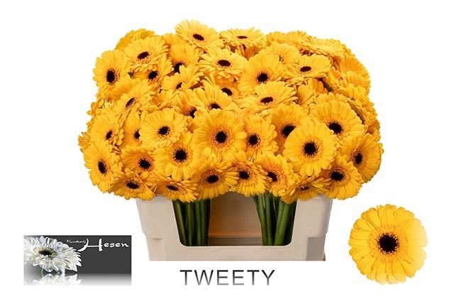 <h4>GE MI TWEETY</h4>