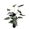 Alocasia Pot PP550036GRN