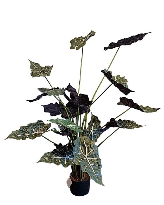 <h4>Alocasia Pot</h4>