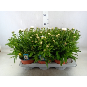 Leucanthemum sup. 'Snow Lady'