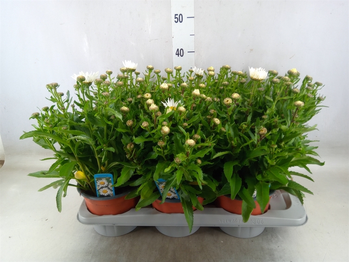 <h4>Leucanthemum sup. 'Snow Lady'</h4>