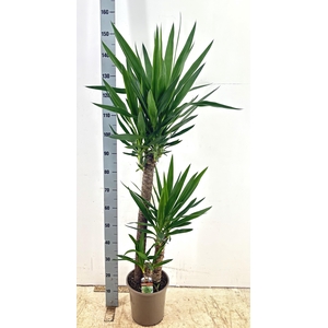 YUCCA