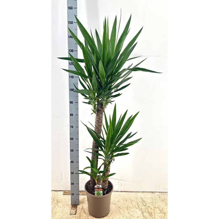<h4>YUCCA</h4>