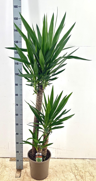 YUCCA