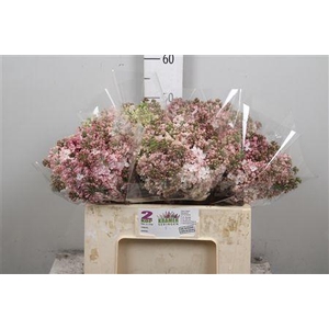 Syr Hy Maidens Blush 2+