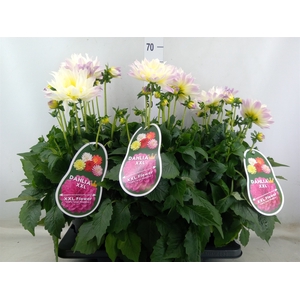 Dahlia DE 'Labella Magg Fun Pastel'