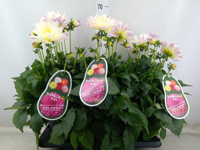<h4>Dahlia DE 'Labella Magg Fun Pastel'</h4>