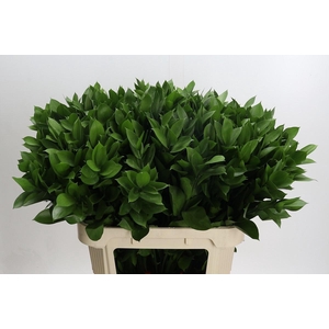 RUSCUS HYPOPHYLLUM