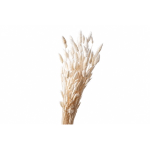Dried Bleached Lagurus 100gr