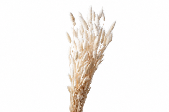 <h4>Dried Bleached Lagurus 100gr</h4>